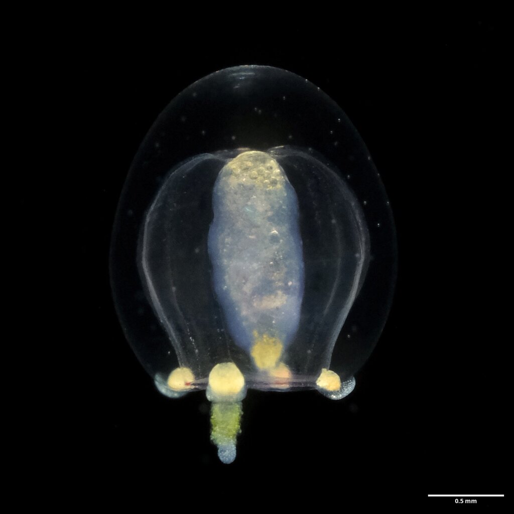 Euphysa aurata