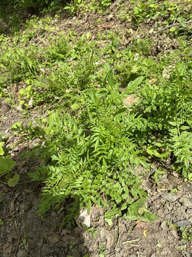 Cardamine impatiens iNat (2)