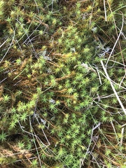 Polytrichum
