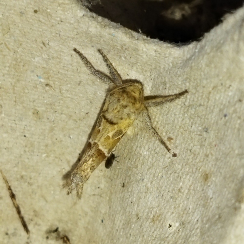 Triodia amasinus