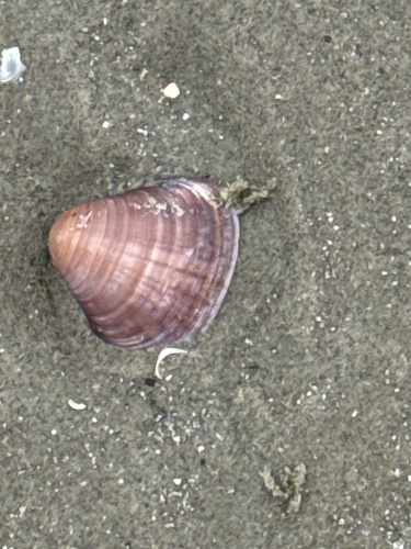 Tivela mactroides observed 2026-09-27