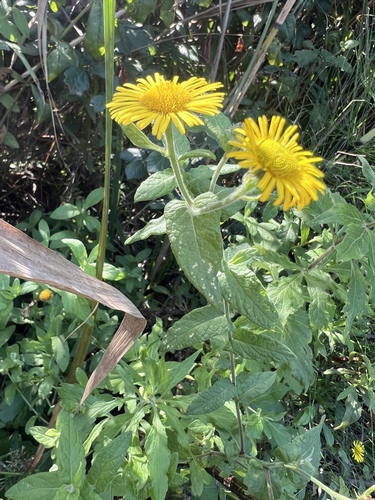 Common Fleabane