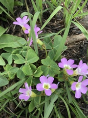 Oxalis violacea