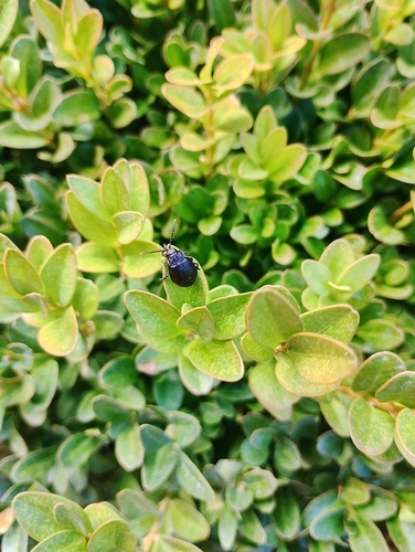 black-punctured leaf beetle