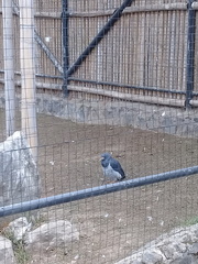 Morphnarchus princeps