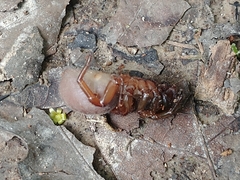 Myrmekiaphila