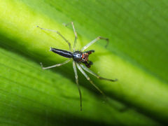 Lyssomanes temperatus