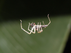 Lyssomanes temperatus
