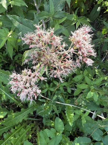 hemp agrimony