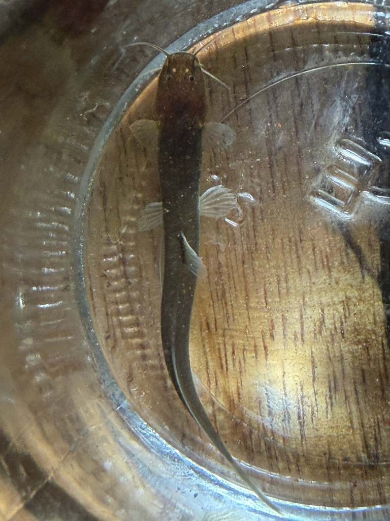 Nemuroglanis lanceolatus