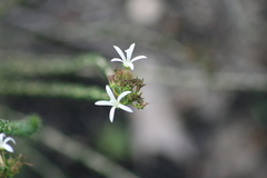 Wahlenbergia tenella