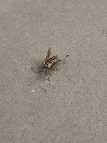 Western Conifer Seed Bug