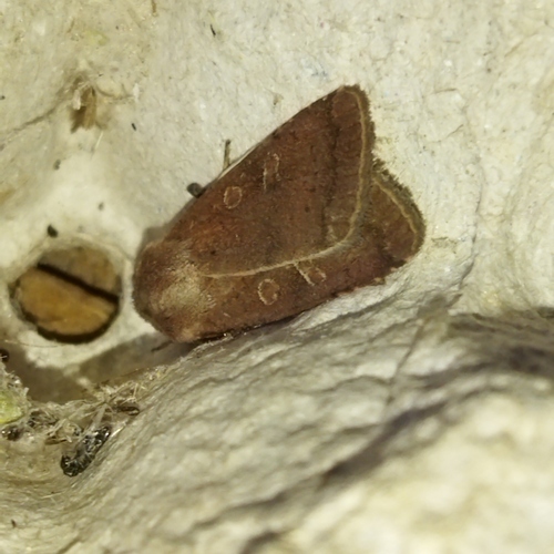 Square-spot Rustic