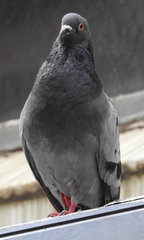 Columba livia domestica