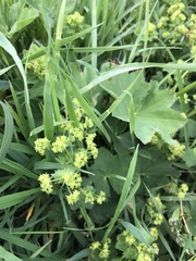 Alchemilla mollis