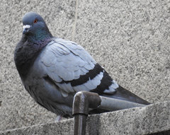 Columba livia domestica