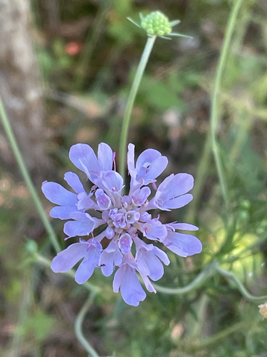 Scabiosa triandra