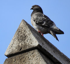 Columba livia domestica