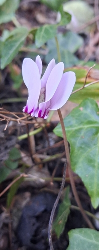 Ivy-leaved cyclamen