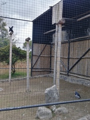 Morphnarchus princeps