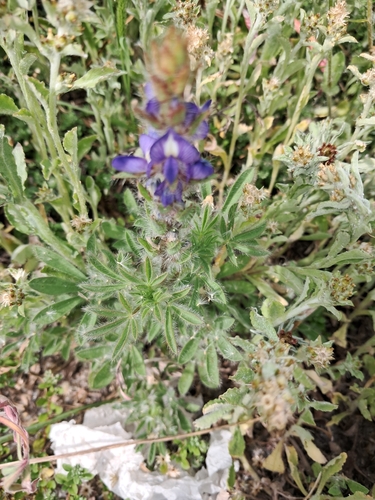 Lupinus bracteolaris