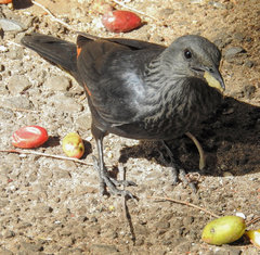 Onychognathus morio morio