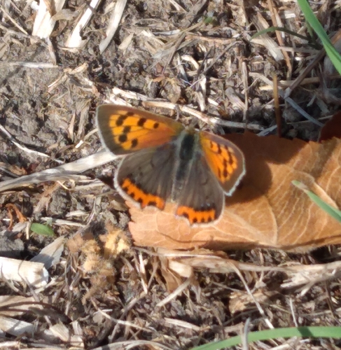 Small Copper