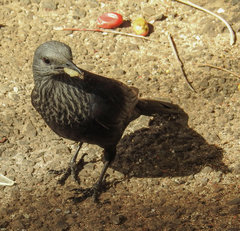 Onychognathus morio morio