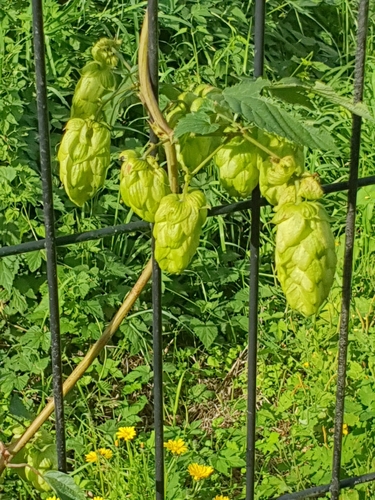 common hops