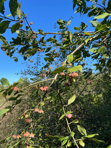 Spindle