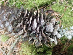 Pucciniastrum areolatum
