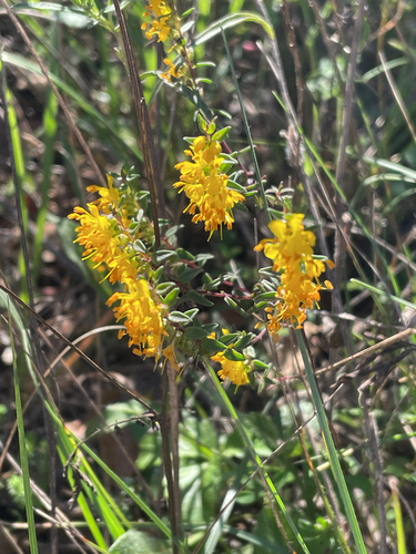 Yellow Odontites