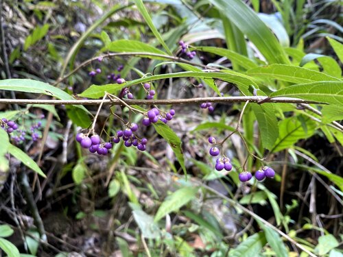 Callicarpa micrantha observed 2026-09-27