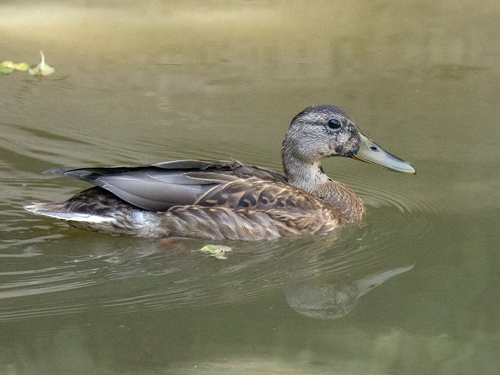 Mallard