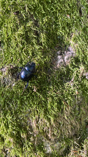 Woodland Dor Beetle