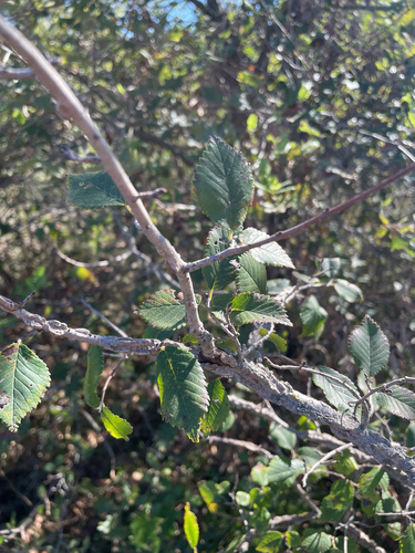 Field Elm