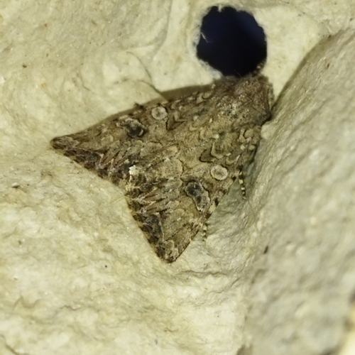 Nutmeg Moth