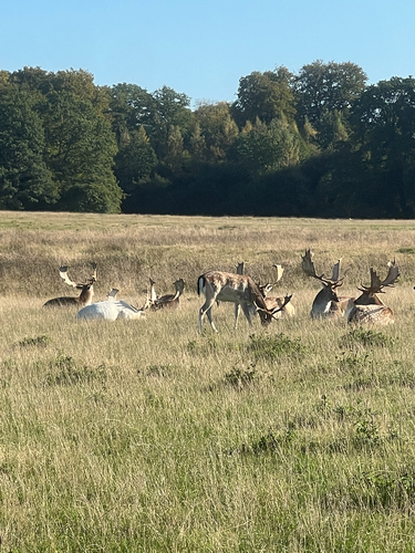 European Fallow Deer