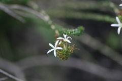 Wahlenbergia tenella