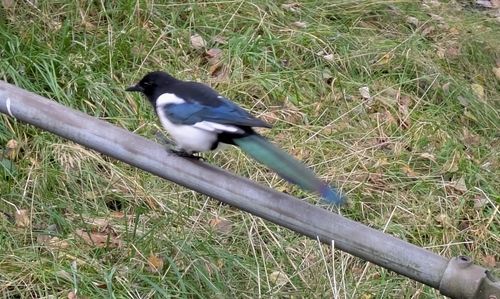 Eurasian Magpie