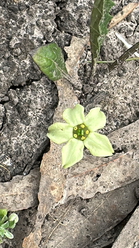 Jaborosa runcinata