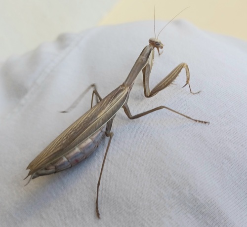 European Mantis