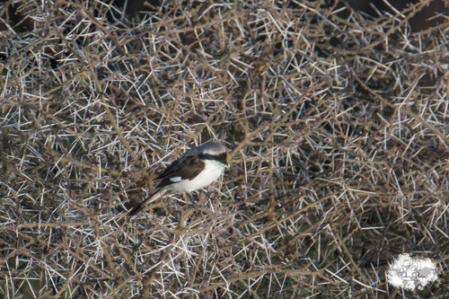 iNaturalist image