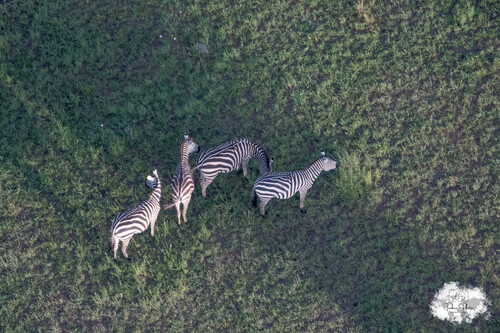 Plains Zebra