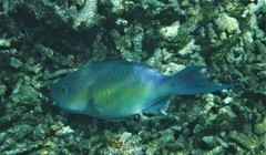 Chlorurus strongylocephalus