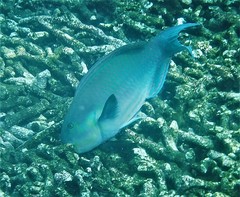 Chlorurus strongylocephalus