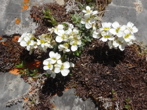 Draba stellata, photograph 6