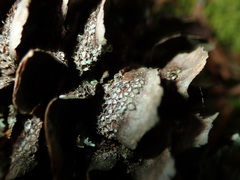 Pucciniastrum areolatum