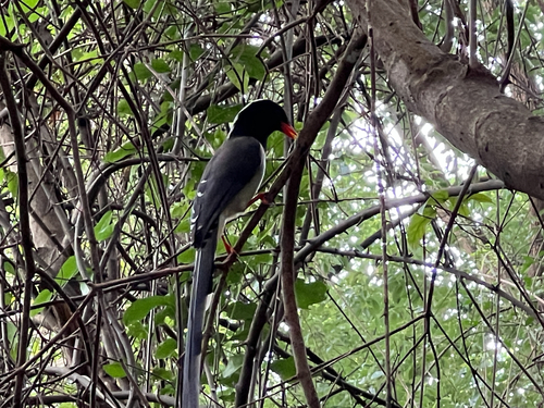Red-billed Blue-Magpie