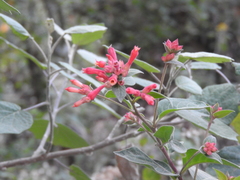 Cestrum fasciculatum
